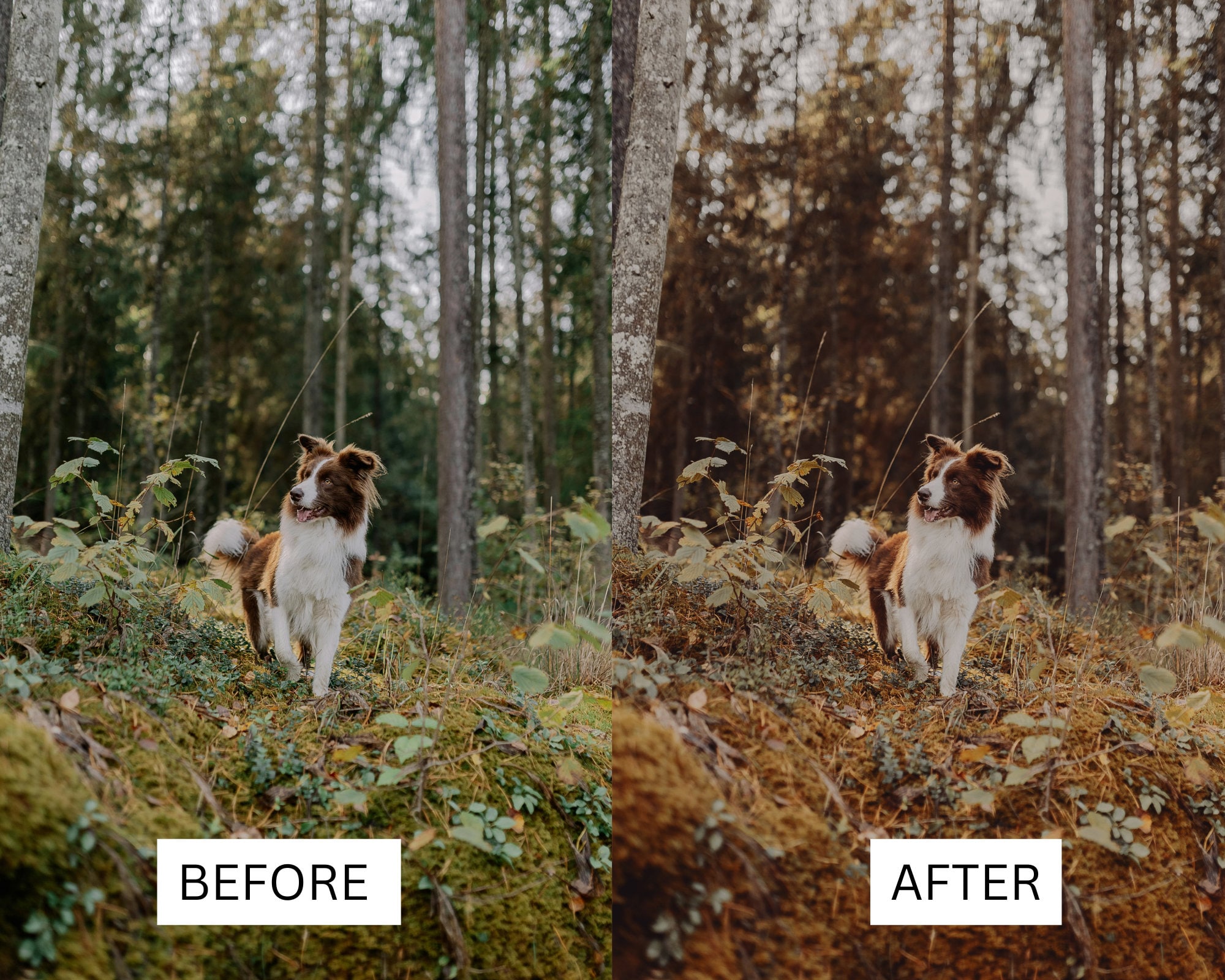 Rustic Picture Editing Examples 50 LUTS Forest Mood Rustic Nature Hiking Trees Premiere Pro Photoshop ...