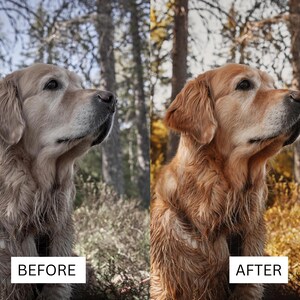 May include: A side-by-side comparison of a golden retriever dog. The left side shows the dog with muted, desaturated tones labeled BEFORE. The right side shows the same dog with vibrant, warm golden-brown tones labeled AFTER in a forest.