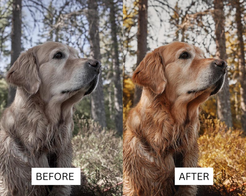 May include: A side-by-side comparison of a golden retriever dog. The left side shows the dog with muted, desaturated tones labeled BEFORE. The right side shows the same dog with vibrant, warm golden-brown tones labeled AFTER in a forest.