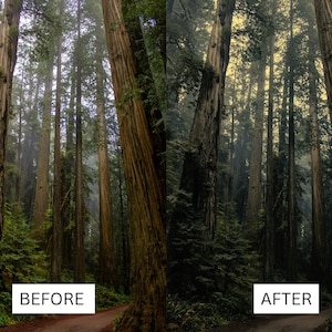 May include: A before and after image showing the difference in lighting and color tone. The image on the left is darker and more muted, while the image on the right is brighter and more vibrant. Both images show a forest of tall trees with a dirt path leading through the center.