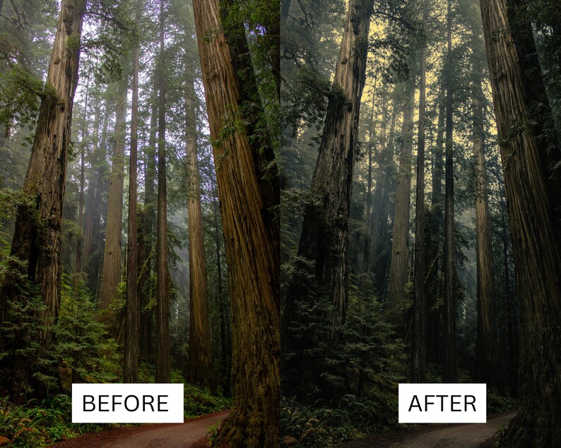 May include: A before and after image showing the difference in lighting and color tone. The image on the left is darker and more muted, while the image on the right is brighter and more vibrant. Both images show a forest of tall trees with a dirt path leading through the center.