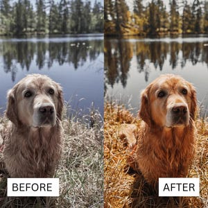 May include: A side-by-side comparison showing a golden retriever sitting in tall grass by a lake. The left side labeled BEFORE displays a cool-toned, desaturated image, while the right side labeled AFTER shows a warm, vibrant, and golden-toned image.