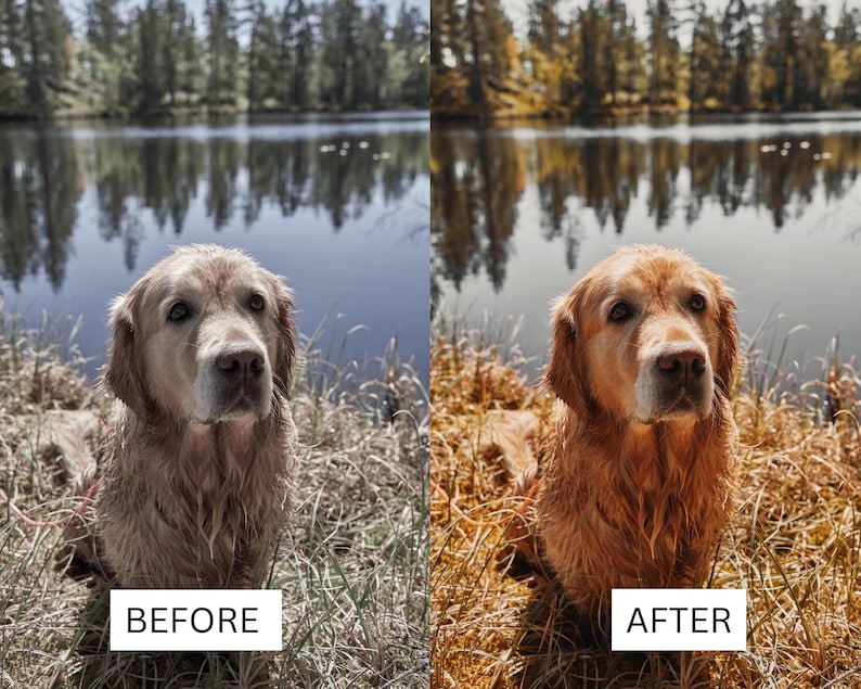 May include: A side-by-side comparison showing a golden retriever sitting in tall grass by a lake. The left side labeled BEFORE displays a cool-toned, desaturated image, while the right side labeled AFTER shows a warm, vibrant, and golden-toned image.