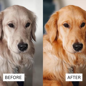 May include: A side-by-side comparison of a golden retriever dog. The left side labeled BEFORE shows the dog with pale, desaturated fur. The right side labeled AFTER shows the same dog with vibrant, warm golden-toned fur and enhanced color.