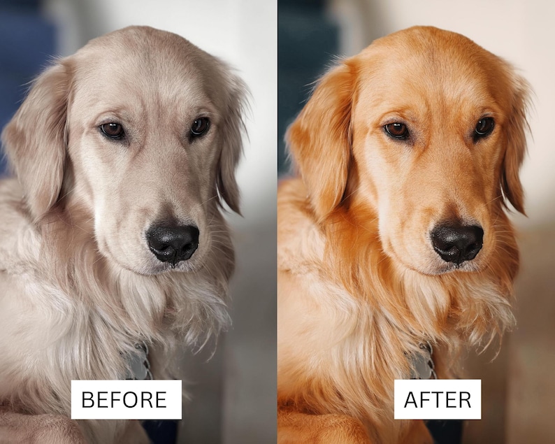 May include: A side-by-side comparison of a golden retriever dog. The left side labeled BEFORE shows the dog with pale, desaturated fur. The right side labeled AFTER shows the same dog with vibrant, warm golden-toned fur and enhanced color.