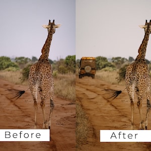 Op de afbeelding: Een giraffe loopt over een zandweg in een savannelandschap. De giraffe is bruin en heeft een lange nek en een lange staart. Een voertuig is in de verte.