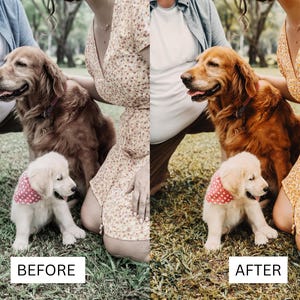 May include: A split-screen comparison showing a golden retriever and a cream-colored puppy wearing a pink polka-dot bandana. The left side displays muted, desaturated tones, while the right side features enhanced, vibrant, and warm golden-brown colors.