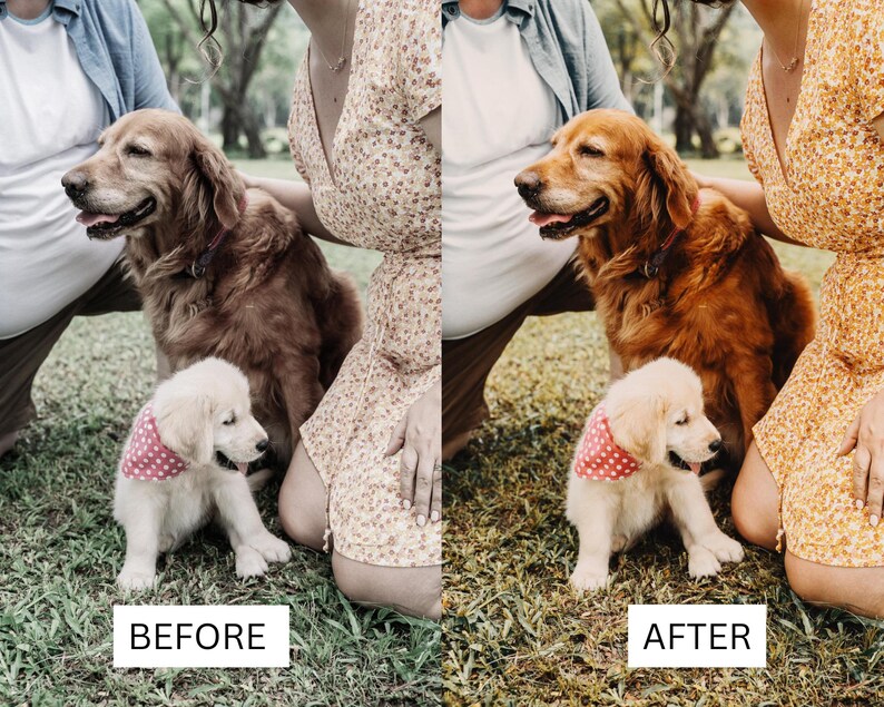 May include: A split-screen comparison showing a golden retriever and a cream-colored puppy wearing a pink polka-dot bandana. The left side displays muted, desaturated tones, while the right side features enhanced, vibrant, and warm golden-brown colors.