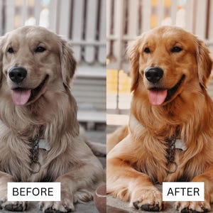 May include: A side-by-side comparison of a golden retriever dog. The left side shows the dog with muted, desaturated fur tones labeled BEFORE. The right side shows the same dog with vibrant, warm golden fur tones labeled AFTER, featuring a metal collar.