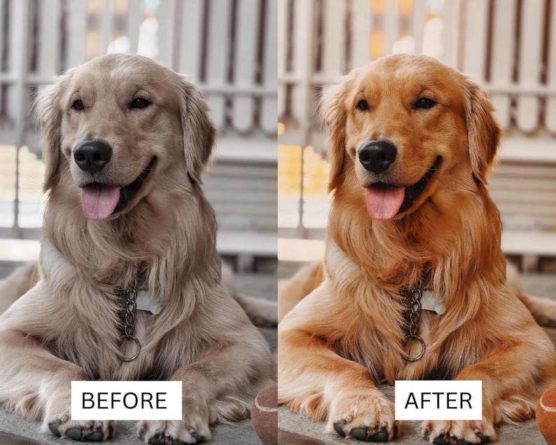May include: A side-by-side comparison of a golden retriever dog. The left side shows the dog with muted, desaturated fur tones labeled BEFORE. The right side shows the same dog with vibrant, warm golden fur tones labeled AFTER, featuring a metal collar.