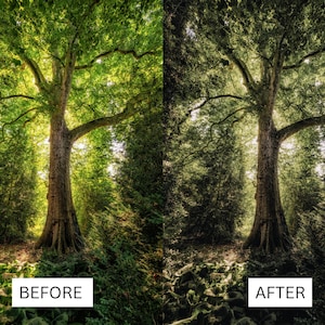 May include: A split image depicting a large tree in a forest. The left side, labelled "BEFORE", shows the tree with bright green foliage and sunlight. The right side, labelled "AFTER", shows the same scene with a darker, more subdued colour scheme.