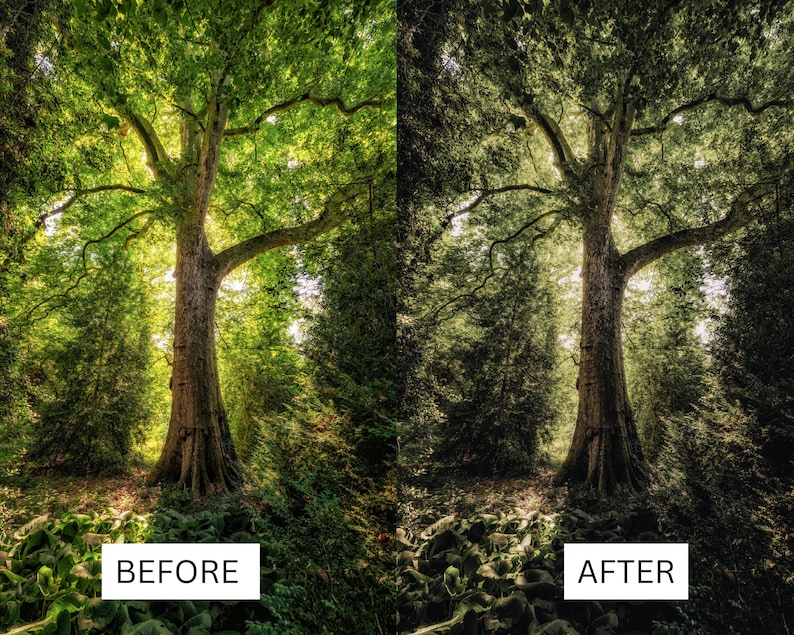 May include: A split image depicting a large tree in a forest. The left side, labelled "BEFORE", shows the tree with bright green foliage and sunlight. The right side, labelled "AFTER", shows the same scene with a darker, more subdued colour scheme.