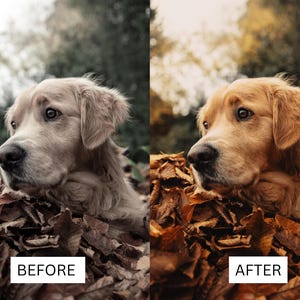 May include: A side-by-side comparison showing a golden retriever dog resting in a pile of brown autumn leaves. The left side displays a desaturated, cool-toned image labeled BEFORE, while the right side shows a warm, vibrant edit labeled AFTER.