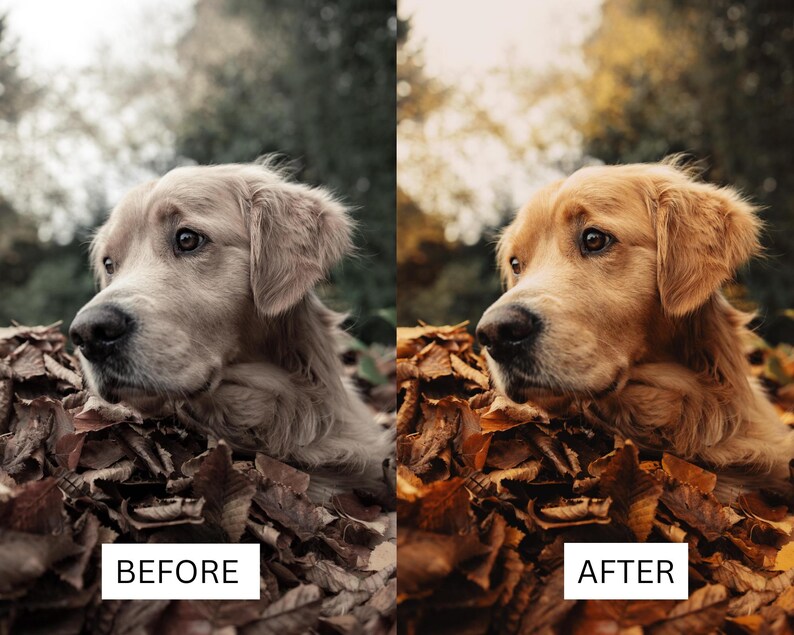 May include: A side-by-side comparison showing a golden retriever dog resting in a pile of brown autumn leaves. The left side displays a desaturated, cool-toned image labeled BEFORE, while the right side shows a warm, vibrant edit labeled AFTER.