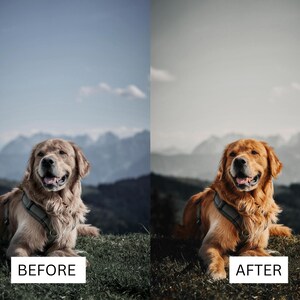 May include: A golden retriever dog wearing a grey harness, shown in a split-screen comparison with different color grading. The dog is lying on a grassy hill with mountains in the background. The left side is labeled BEFORE and the right side AFTER.