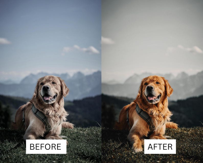 May include: A golden retriever dog wearing a grey harness, shown in a split-screen comparison with different color grading. The dog is lying on a grassy hill with mountains in the background. The left side is labeled BEFORE and the right side AFTER.