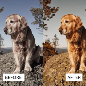 May include: A golden retriever dog sitting on a large rock, shown in a split-screen comparison. The left side displays a desaturated, cool-toned image, while the right side shows the same dog with warm, vibrant golden-brown fur tones.