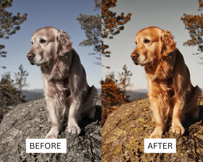 May include: A golden retriever dog sitting on a large rock, shown in a split-screen comparison. The left side displays a desaturated, cool-toned image, while the right side shows the same dog with warm, vibrant golden-brown fur tones.