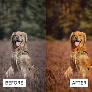 May include: A split-screen comparison showing a golden retriever wearing a tan harness in a field of purple heather. The left side displays a desaturated, cool-toned image labeled BEFORE, while the right side shows a warm, vibrant version labeled AFTER.