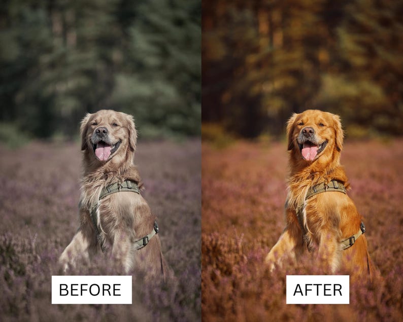 May include: A split-screen comparison showing a golden retriever wearing a tan harness in a field of purple heather. The left side displays a desaturated, cool-toned image labeled BEFORE, while the right side shows a warm, vibrant version labeled AFTER.