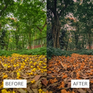 May include: Before and after image showing a path in a forest with yellow flower petals on the ground. The image on the left shows the original image with natural lighting. The image on the right shows the image after editing with a warmer color tone and more saturated colors.