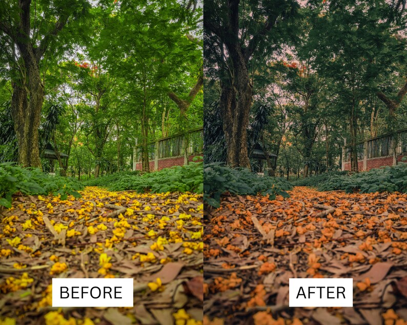 May include: Before and after image showing a path in a forest with yellow flower petals on the ground. The image on the left shows the original image with natural lighting. The image on the right shows the image after editing with a warmer color tone and more saturated colors.