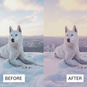 以下が含まれることがあります： 青い目をした白い犬が雪の中に横たわっています。犬はカメラを見ています。背景は青い空と雪に覆われた山脈です。