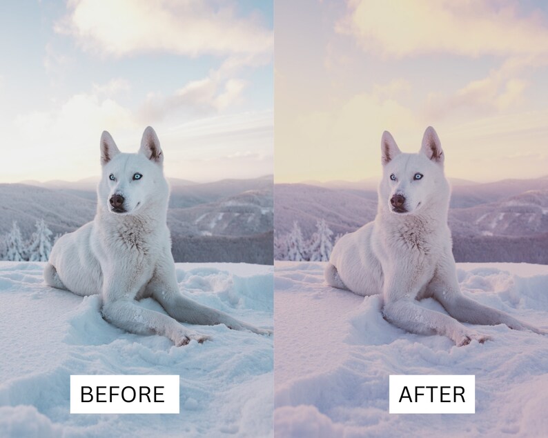 以下が含まれることがあります： 青い目をした白い犬が雪の中に横たわっています。犬はカメラを見ています。背景は青い空と雪に覆われた山脈です。