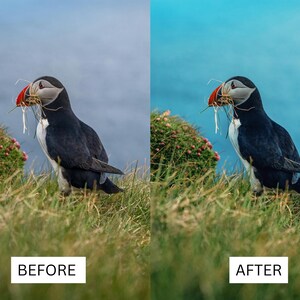 Puede incluir: Comparaci&oacute;n lado a lado de una fotograf&iacute;a antes y despu&eacute;s de la edici&oacute;n. Las im&aacute;genes muestran un frailecillo blanco y negro con pico rojo, sosteniendo materiales para anidar. El fondo muestra hierba verde, un peque&ntilde;o arbusto y cielo azul.
