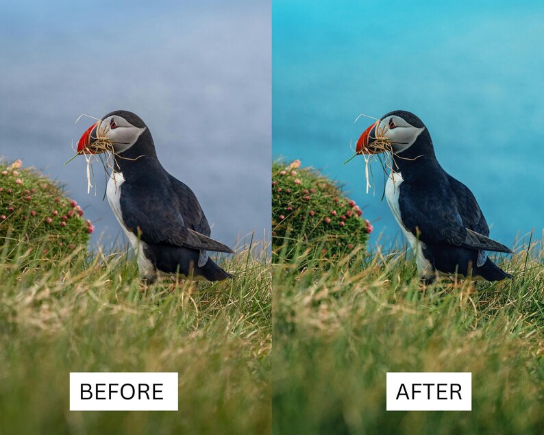 Puede incluir: Comparaci&oacute;n lado a lado de una fotograf&iacute;a antes y despu&eacute;s de la edici&oacute;n. Las im&aacute;genes muestran un frailecillo blanco y negro con pico rojo, sosteniendo materiales para anidar. El fondo muestra hierba verde, un peque&ntilde;o arbusto y cielo azul.