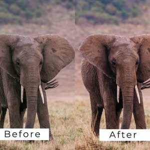Op de afbeelding: Een voor- en na-beeld van een olifant in een grasveld. De afbeelding links toont de olifant in zijn natuurlijke staat, terwijl de afbeelding rechts de olifant toont nadat hij is bewerkt om een ​​levendigere kleur te krijgen.