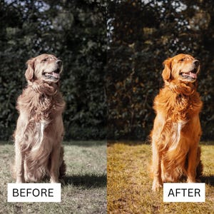 May include: A split-screen comparison showing a golden retriever sitting on grass. The left side labeled BEFORE displays the dog with muted, desaturated fur tones, while the right side labeled AFTER shows the same dog with vibrant, warm golden fur.