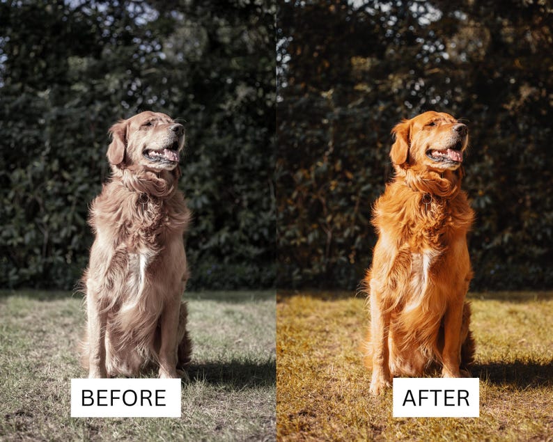 May include: A split-screen comparison showing a golden retriever sitting on grass. The left side labeled BEFORE displays the dog with muted, desaturated fur tones, while the right side labeled AFTER shows the same dog with vibrant, warm golden fur.