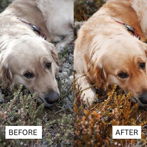 May include: A split-screen comparison showing a golden retriever lying in low-lying vegetation. The left side is labeled BEFORE with cooler, desaturated tones, while the right side is labeled AFTER with warmer, vibrant golden and orange hues.
