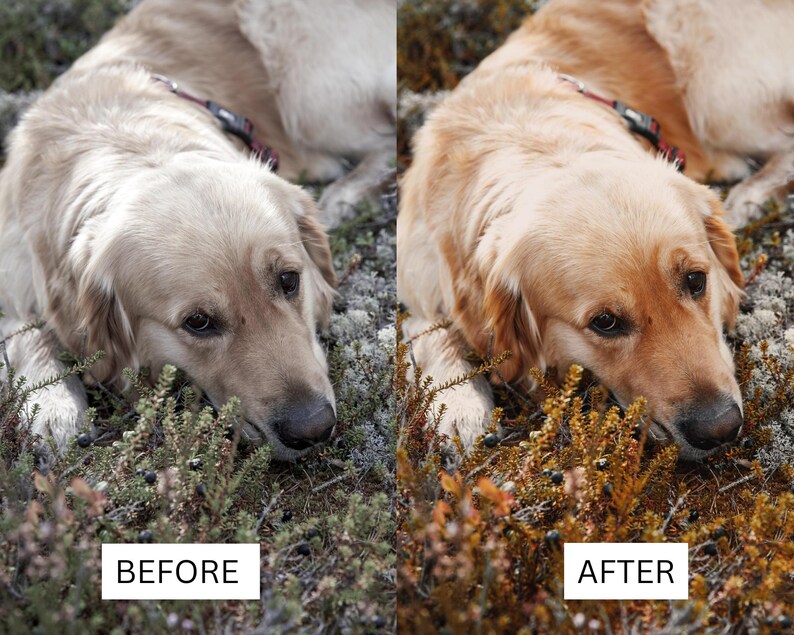 May include: A split-screen comparison showing a golden retriever lying in low-lying vegetation. The left side is labeled BEFORE with cooler, desaturated tones, while the right side is labeled AFTER with warmer, vibrant golden and orange hues.