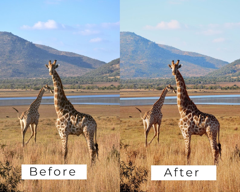 Op de afbeelding: Twee giraffen staan in een grasveld met een meer en bergen op de achtergrond. De giraffen zijn bruin en hebben donkere vlekken. Het gras is groen en bruin. Het meer is blauw en de bergen zijn blauw en groen.