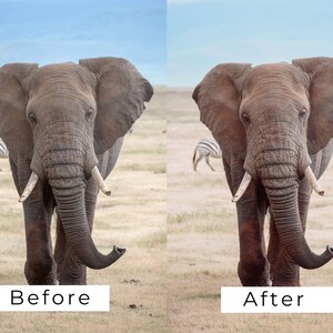 Op de afbeelding: Een voor- en na-beeld van een olifant in een veld. De afbeelding links toont de olifant in zijn natuurlijke staat. De afbeelding rechts toont de olifant nadat hij is bewerkt om een ​​levendigere kleur te krijgen.
