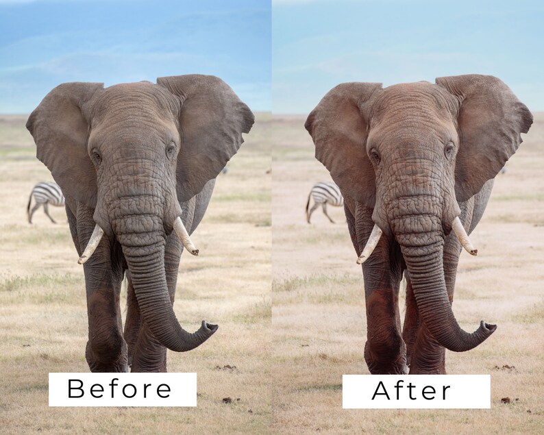 Op de afbeelding: Een voor- en na-beeld van een olifant in een veld. De afbeelding links toont de olifant in zijn natuurlijke staat. De afbeelding rechts toont de olifant nadat hij is bewerkt om een ​​levendigere kleur te krijgen.