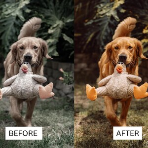 May include: A golden retriever dog holding a plush chicken toy in its mouth. The chicken toy has a textured grey body, a red beak, and light orange feet. The dog is walking forward, and the image is split into two versions with different color tones.