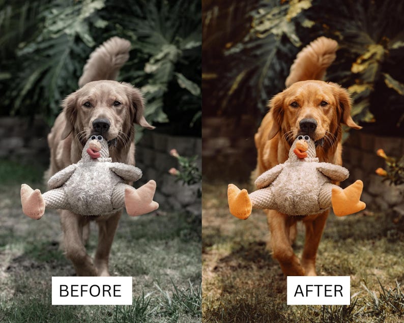 May include: A golden retriever dog holding a plush chicken toy in its mouth. The chicken toy has a textured grey body, a red beak, and light orange feet. The dog is walking forward, and the image is split into two versions with different color tones.