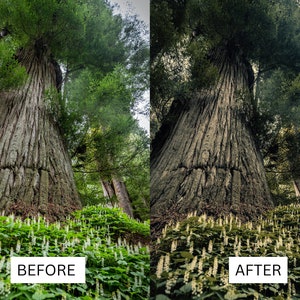 May include: A before and after image showing the difference in color and contrast of a large tree trunk in a forest. The image on the left is darker and less vibrant, while the image on the right is brighter and more saturated. Both images show the tree trunk from a low angle, with green foliage surrounding it.