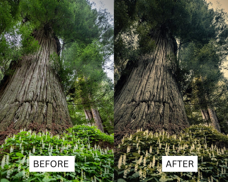 May include: A before and after image showing the difference in color and contrast of a large tree trunk in a forest. The image on the left is darker and less vibrant, while the image on the right is brighter and more saturated. Both images show the tree trunk from a low angle, with green foliage surrounding it.