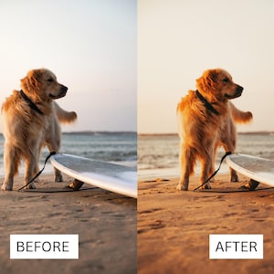 Puede incluir: Un perro golden retriever se encuentra de pie en una playa de arena con una tabla de surf detr&aacute;s. El perro lleva un collar y una correa negros. El perro est&aacute; mirando hacia la derecha de la imagen.