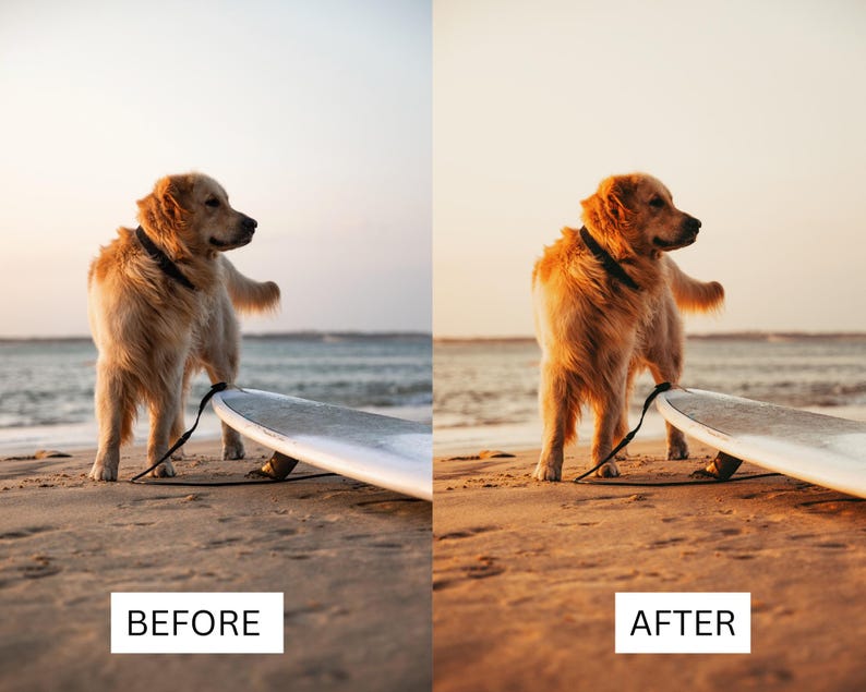 Puede incluir: Un perro golden retriever se encuentra de pie en una playa de arena con una tabla de surf detr&aacute;s. El perro lleva un collar y una correa negros. El perro est&aacute; mirando hacia la derecha de la imagen.