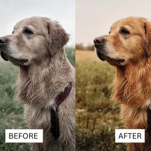 40 Golden Retriever LUTs | Dog Photography Presets for CapCut, Premiere Pro & DaVinci Resolve | Warm Pet Film Look LUT Pack image 15