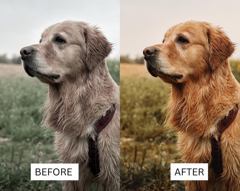 40 Golden Retriever LUTs | Dog Photography Presets for CapCut, Premiere Pro & DaVinci Resolve | Warm Pet Film Look LUT Pack image 15
