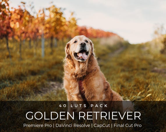 40 Golden Retriever LUTs | Dog Photography Presets for CapCut, Premiere Pro & DaVinci Resolve | Warm Pet Film Look LUT Pack