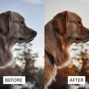 May include: A side profile of a golden retriever dog wearing a dark collar, shown in a split-screen comparison. The left side is labeled BEFORE with cooler tones, and the right side is labeled AFTER with warmer, golden-brown color enhancement.