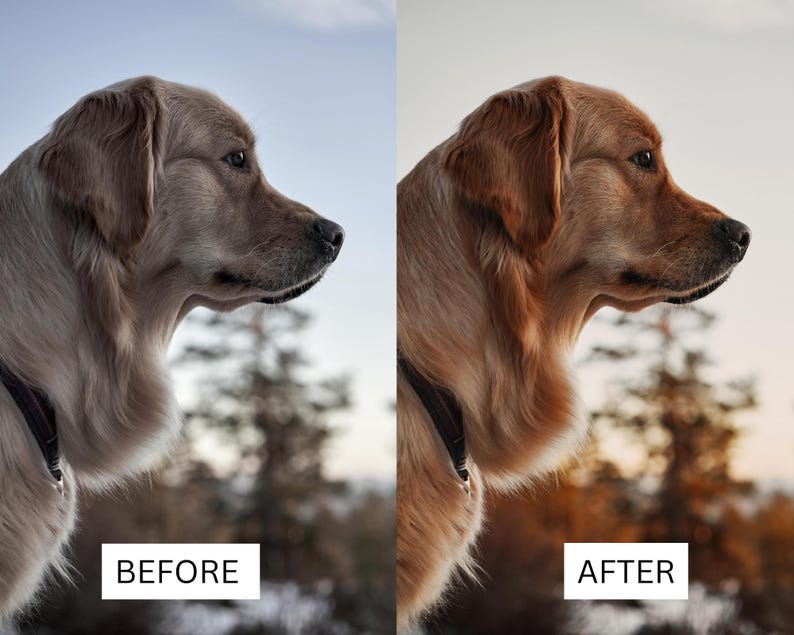 May include: A side profile of a golden retriever dog wearing a dark collar, shown in a split-screen comparison. The left side is labeled BEFORE with cooler tones, and the right side is labeled AFTER with warmer, golden-brown color enhancement.