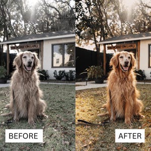 May include: A side-by-side comparison showing a golden retriever sitting on a lawn in front of a building with a sign reading THE HOUSE ON LANG. The left image has a desaturated tone, while the right image features a warm, golden-toned color edit.